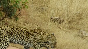 Leopard Drags Prey Leopard had caught an impala and with great effort was dragging a massive impala towards a tree. Pound for pound the leopard is the strongest of all the #bigcats Despite their relatively smaller size compared to lions or tigers, leopards possess powerful muscles and sharp claws that allow them to maneuver their prey with astonishing efficiency. The leopard's strategy often involves dragging its catch up into the safety of a tree, where it can feed without the threat of other p