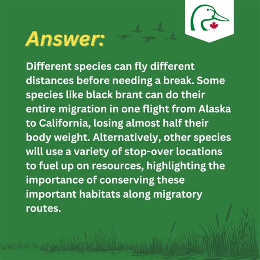 Bird migration is a marvel of nature, and as we anticipate the return of our feathered friends this spring, we're here to answer your questions about it. 🦆 If you're one of our followers who is curious about how far migratory birds can travel before needing to stop, our experts provide the answer below. Be sure to follow along as they offer more insights about bird migration. | Ducks Unlimited Canada