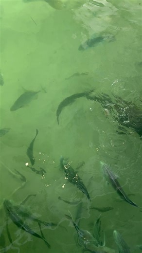 Jack Attack!! | Capt. Nick Stanczyk