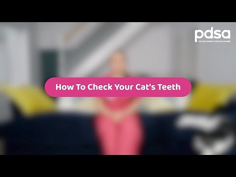 How To Check Your Cat's Teeth | Pet Health Advice
