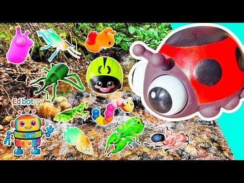 Bug Insect Names & Facts for Kids to Learn at the Waterfall: Slug Ant Ladybug Cricket