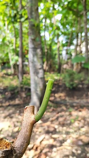 How to grafting mango tree in summer EP130 #satisfying #grafting #mangotree | GardeningFruit