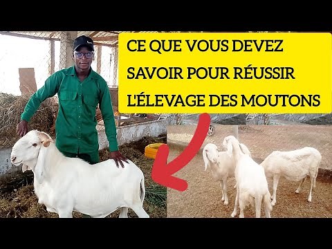 @COMMENT RÉUSSIR L'ÉLEVAGE DES MOUTONS