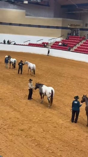 2025 WORLD CHAMPIONSHIP APPALOOSA SHOW MOST COLORFUL APPALOOSA CAMPEONATO MUNDIAL APPALOOSA 2025 El caballo Appaloosa más colorido y espectacular. #Appaloosa #WorldChampionship2025 #Caballos #ExperienciasEquinas #MundoEquino #caballoscolombia | Juan David Jaramillo Experiencias Equinas