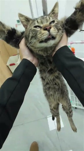 No more noisy heat cycles, a surgery brings lasting peace #cat #pets