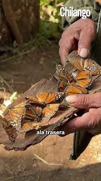 Asi es el recorrido de las mariposas monarca a Michoacán, México