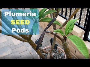 Plumeria Seed Pods