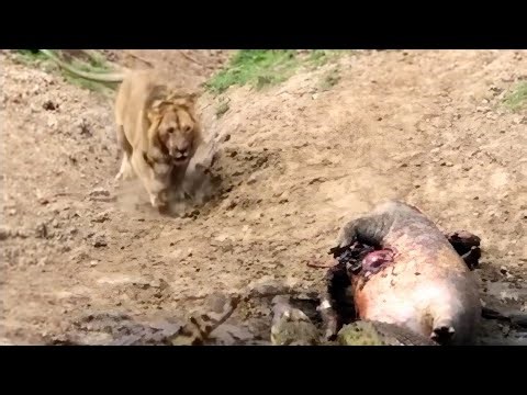 Young male lions are not fearless like this