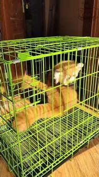 Come on！Listen to the adorable call of the red panda!really cute voice！ #redpanda 小熊貓可愛叫聲#zoo #cute