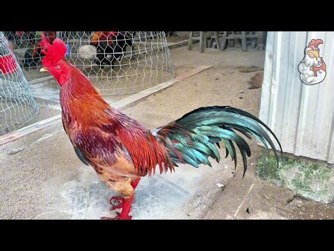 How to Raise Healthy Broodcocks at Home
