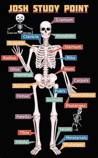 Know your bones, know your body 🦴 Crystal-clear diagram of the human skeleton for quick revision. #HumanBody #SkeletonDiagram #BiologyStudy #ScienceNotes #ExamRevision #AnatomyLearning #StudentsLife #BiologyClass | Josh Study point