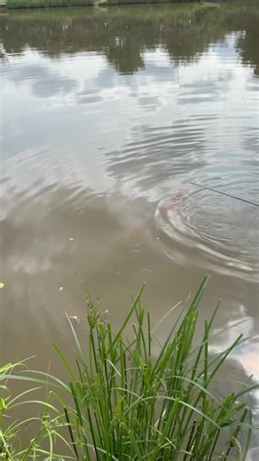Traffic Light 🚦 paste!! Don’t be so absurd🤯 Here’s a little video at The Glebe paste fishing with Craig Tidswell. Don’t forget you can watch the full video on our Bait-Tech YouTube Channel. #baittech #trafficlight #pastefishing | Bait-Tech