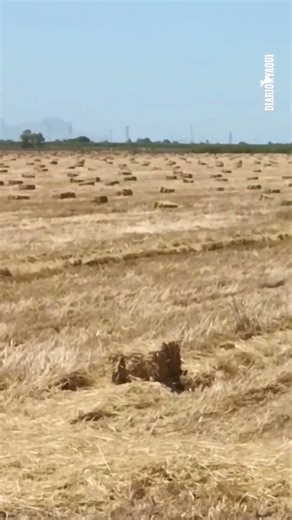 🌾 There are more and more plots of land in the Yaqui Valley