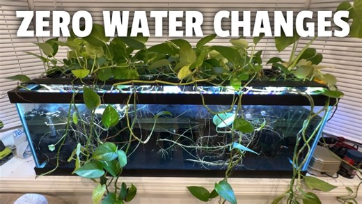You won’t believe how this zero water change tank stays clean