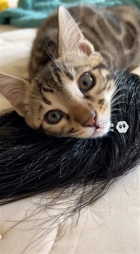 #Tigress #Syphira “Your #giraffe friend keeps breaking the ceiling fan!” #OMG #cat #bengal #kitten