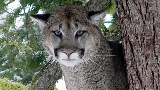 Should Oregon kill more cougars to safeguard humans?