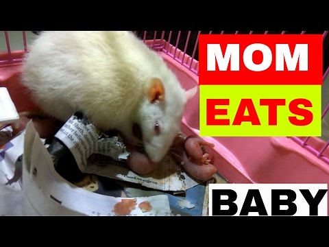 Mother Rat eating its own baby viral cannibal facts