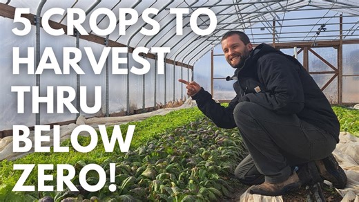 5 Crops You Can Grow and Harvest in Freezing Temperatures