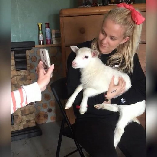 2.8M views · 15K reactions | FaceTime for sheep: coming this summer...