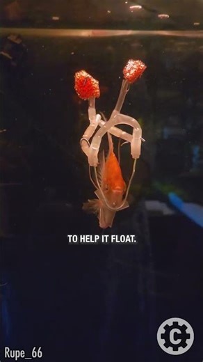 Floating Against the Odds: A Fish, a Harness, and Hope 🐠