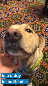 38K views · 574 reactions | Shout out to all the dogs working this Bring Your Dog To Work Day – especially Skipp, who helps Ellen get to work every day… . [Video description: Ellen talks to the camera and films clips of her journey to work with her guide dog Skipp.] | Guide Dogs UK | Facebook