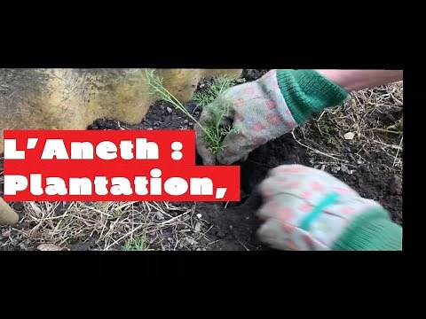 L'aneth : semis, plantation, culture, entretien et récolte 🌱