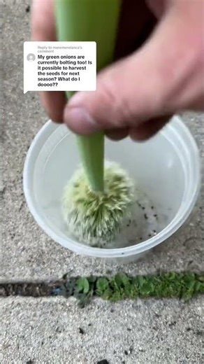 Green Onion Seed Saving (Easiest Way To Save Seeds)