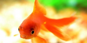 New study disproves theory that goldfish only have a three-second memory