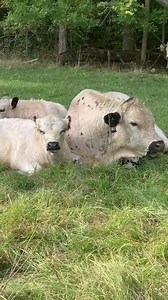 10K views · 696 reactions | Do you know the story of the young bull...