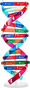 VICASKY DNA Kit Self Double Helix Structure Model 33 x 11.6cm DIY Generic Molecular Model Kit Large-Scale Biological Structure Human Genes Components Science Educational Teaching Tool