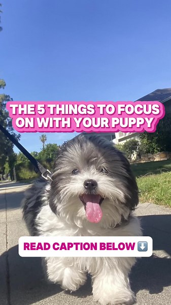 5 things to work on work your puppy as soon as you bring them home 👇🏻 1. Crate and Potty Training. Get your puppy on a solid schedule for potty breaks and utilize the crate for good routine so you don’t have accidents in your home. Too much freedom to roam will lead to potty accidents and your puppy getting into things they shouldn’t be. Crate also allows teaches your puppy to relax and prevent attachment and anxiety issues. 2. Leash tether. This will allow your dog to get use to having a leas