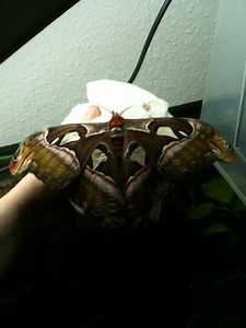 39K views · 1.4K reactions | Attacus atlas | Insecthaus | Facebook