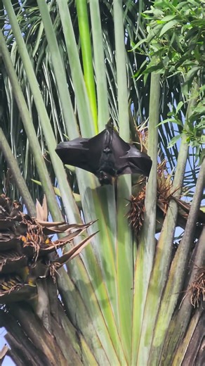 Flying Fruit Bat Vids Wildlife Wickedness 🦇
