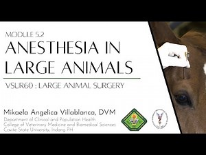 VSUR60 Module 5.2 Regional and Local Anesthesia