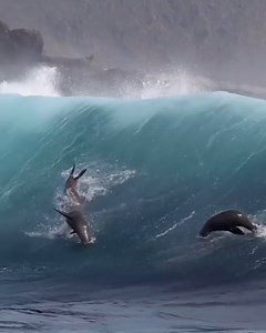 1.4M views · 5.2K reactions | Move over Kelly Slater  These...