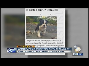 Woman says she bought sick puppy on Craigslist