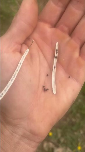 Comment récupérer des graines de chou-fleur ?