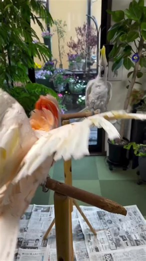 Double the Joy: The Happiness of Having Two Parrots