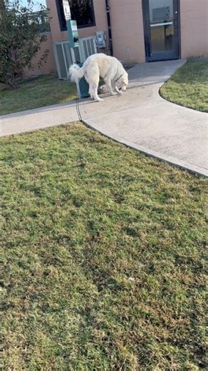 Meet Cloud a Great Pyrenees currently available for adoption! 11/12/2025 3:48:13 PM