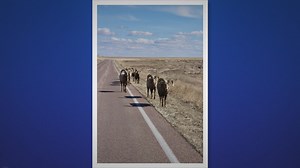 Why Do Prairie Dogs Yahoo? Unraveling the Mystery Behind Their Yahooing