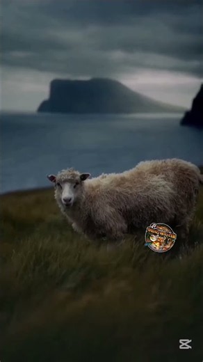8 Amazing Sheep Facts You Didn’t Know! 🐑 | Fascinating Animal Facts