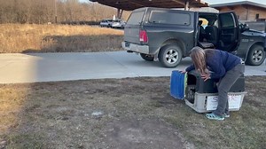 Look at him go! 🦅 SOAR - Saving Our Avian Resources stopped by Jester Park Nature Center to release a Bald Eagle that was ready for flight after three months of rehabilitation. Thrilling to see! | Polk County Conservation