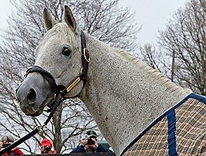 Silver Charm Settling In Well at Old Friends