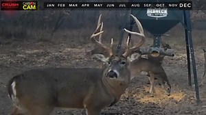 From dueling bucks to lightning strikes, watch a quick recap of all the action this year on The Crush with Lee & Tiffany LIVE Deer Cam: http://bit.ly/CrushCamBestOf2016 Crush Deer Cam Buck Library I #CrushCam I #Deer | CarbonTV