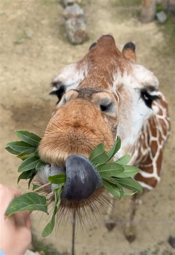 アドベンチャーワールドでの思い出と楽しみ