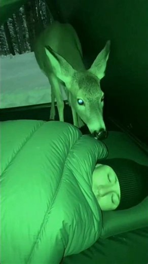 Night Vision Surprise: Deer Enters Tent Beside Sleeping Man 🦌🌙 | Wholesome Moment #Shorts
