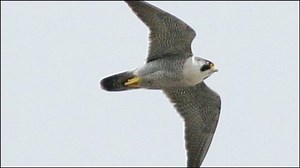 Rare birds spotted above London