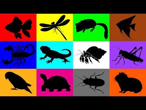 My Pets: Turtle, Grasshopper, Guineapig, Dragonfly, Fish, Dormouse, Goldfish, Scorpion, Cockroach