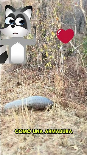 Hermoso pangolini. #pangolin #animalessalvajes