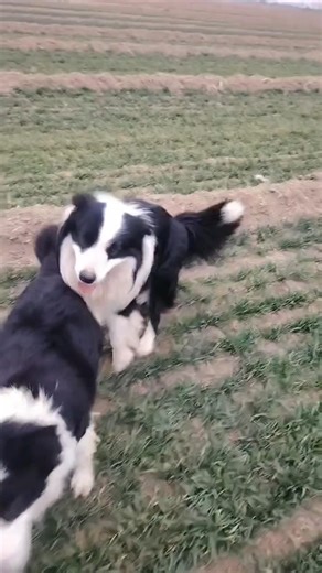 Beautiful dog pair enjoying life 🐕 #mychannel